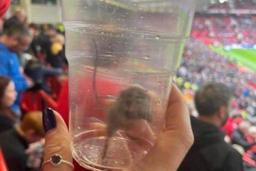 不愧是黑猫!桑德兰女球迷在曼联主场抓到一只活老鼠