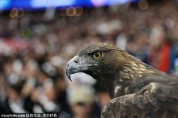 德甲彩经:法兰克福反客为主 圣保利主场拿分的精彩对决